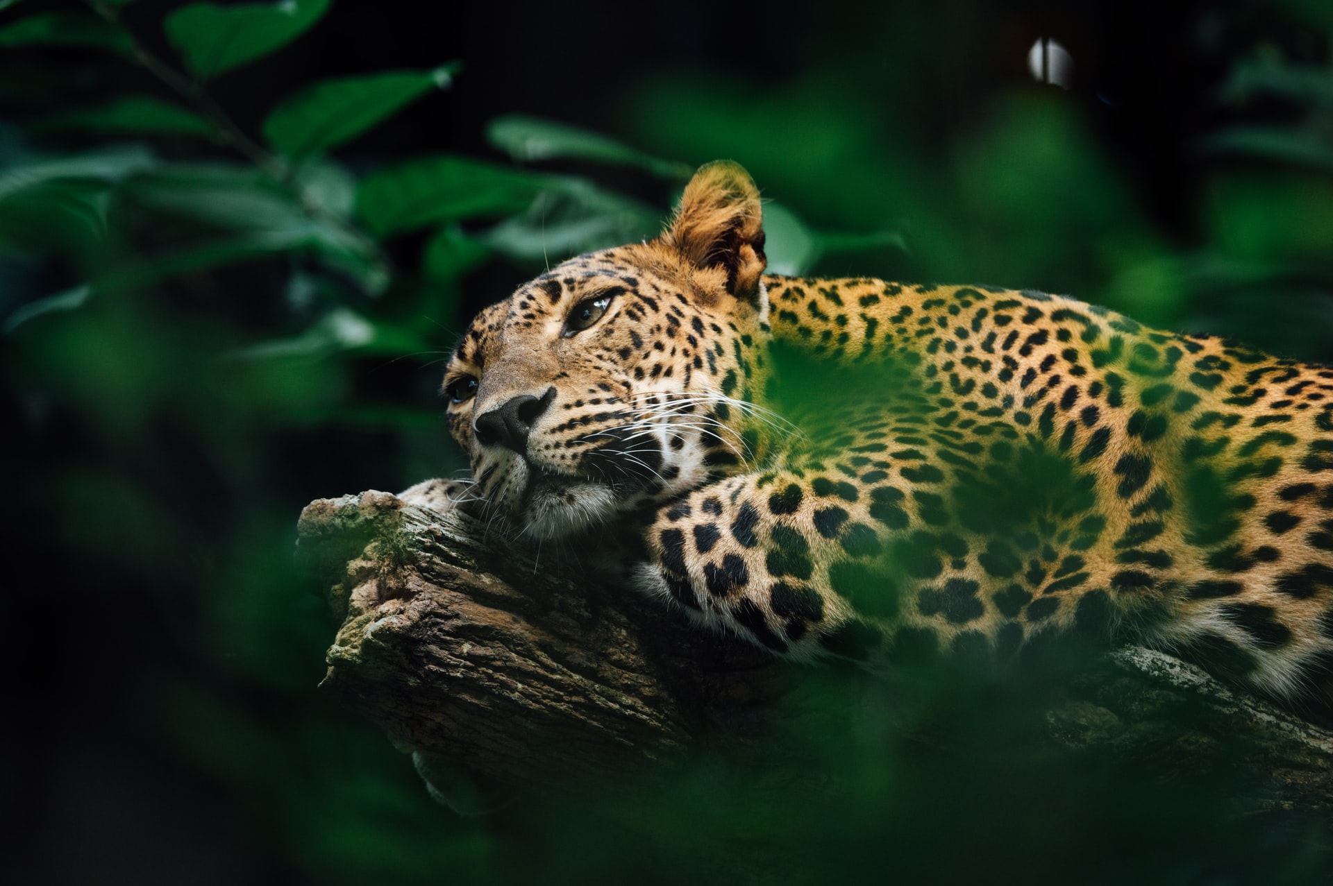 25 Most Dangerous Animals in the World - Insider Monkey - Vimarsana News