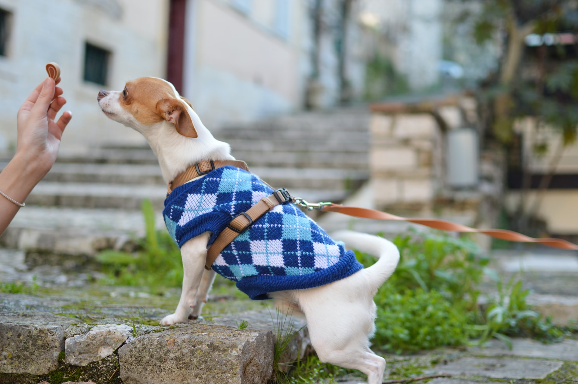 20 Most Dog Friendly Cities in the US - Insider Monkey - Vimarsana News