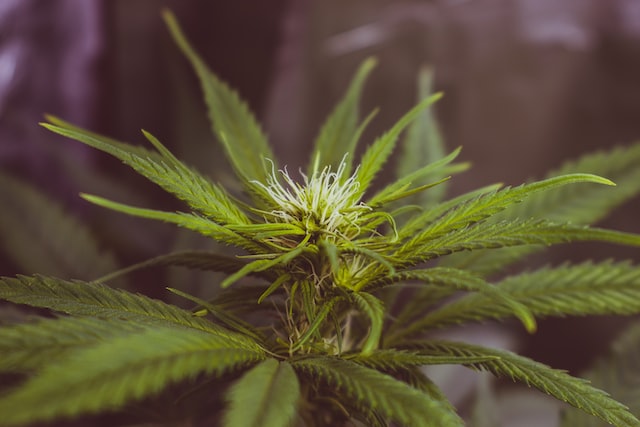 MariMed Inc. (PNK:MRMD) Q4 2022 Earnings Call Transcript - Vimarsana News