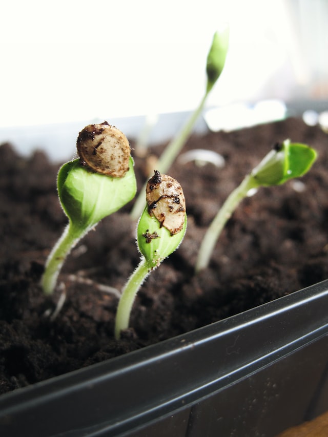 S&W Seed Company (NASDAQ:SANW) Q2 2023 Earnings Call Transcript - Vimarsana News