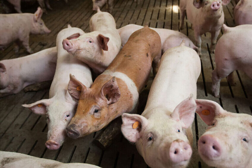 Top 20 Countries with the Highest Pork Consumption - Vimarsana News
