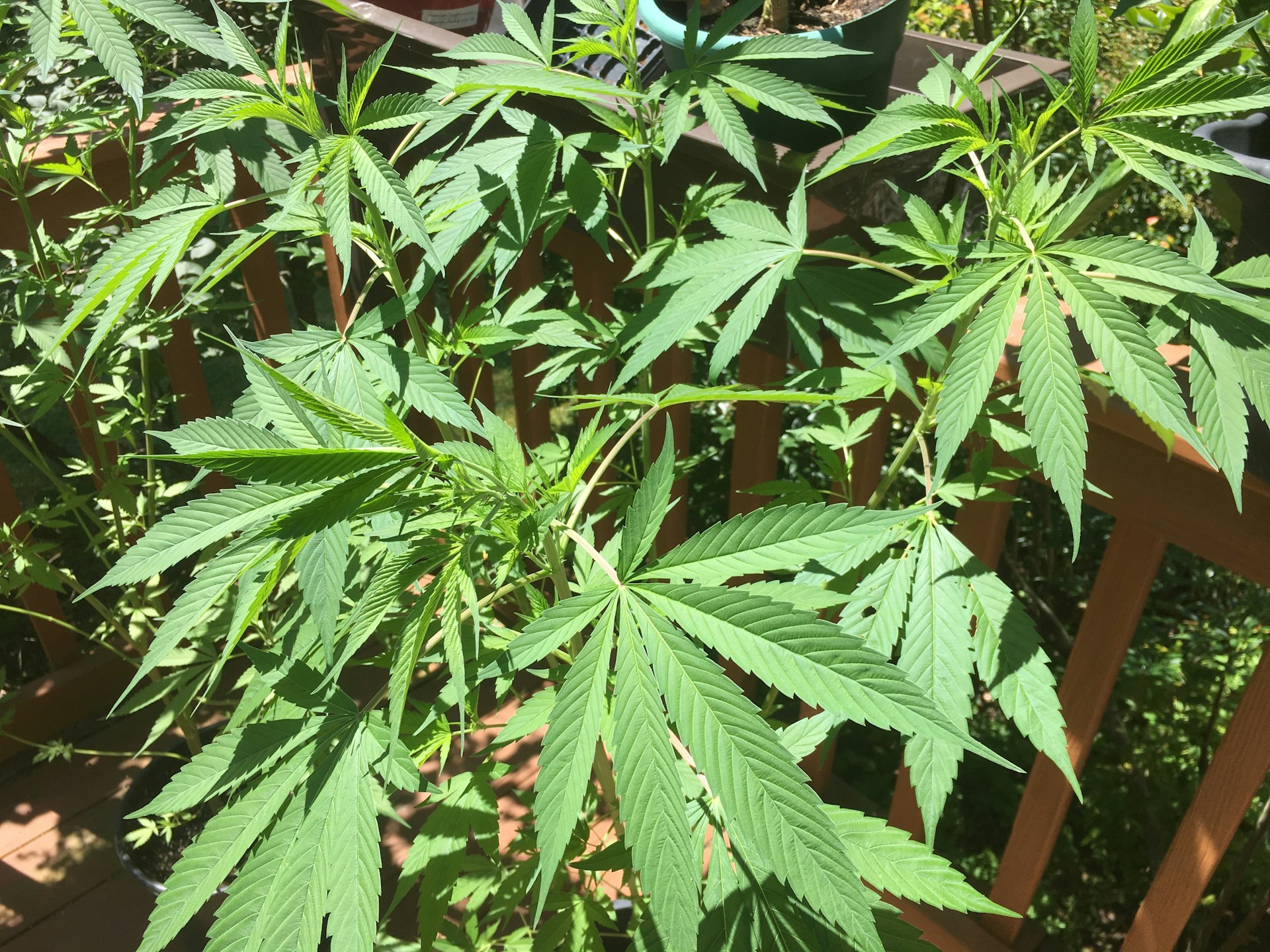 Canopy Growth (CGC) Launches $200M Cross-Border Equity Program