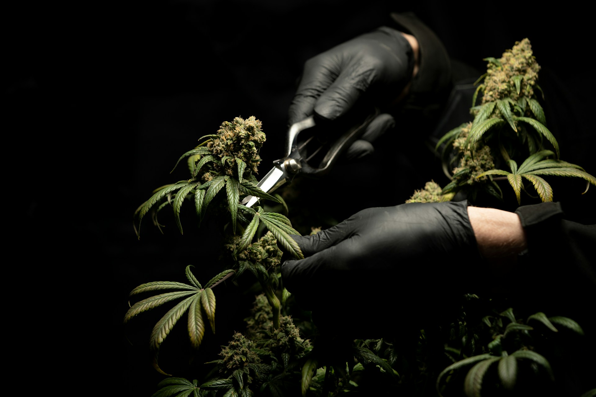 3 News Article Image 5 Best CBD Stocks to Buy Right Now